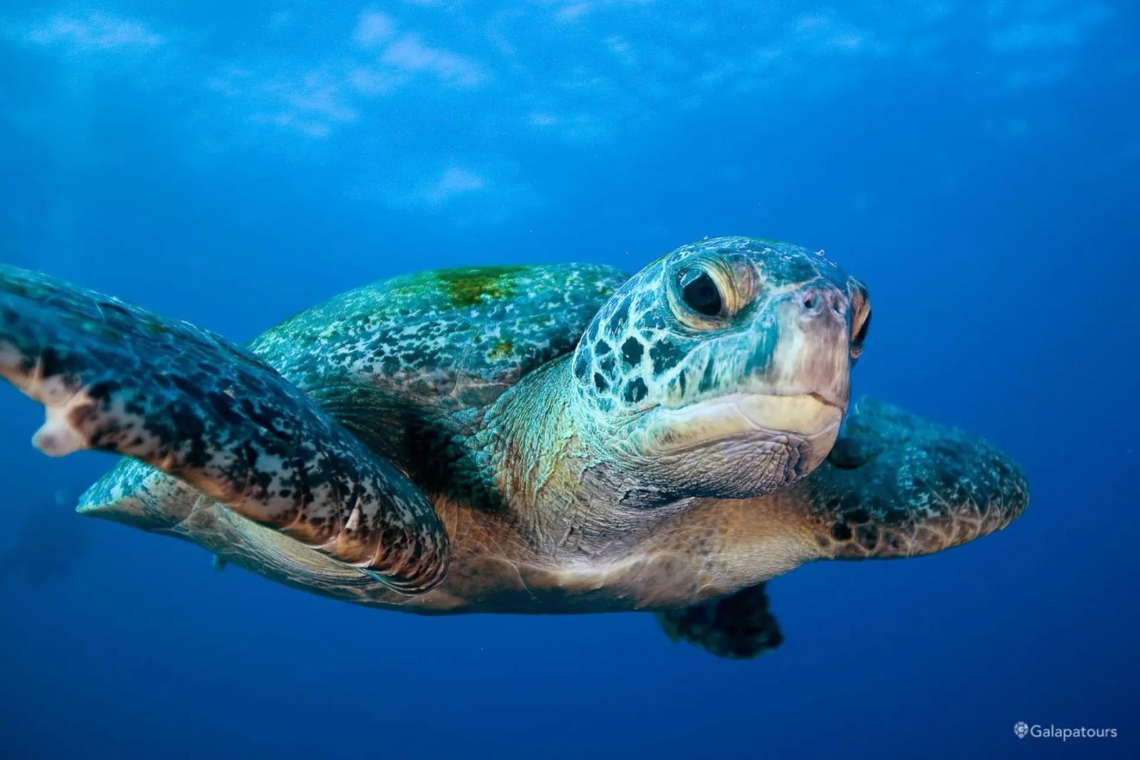 La tecnología que podría salvar a miles de tortugas marinas en Ecuador