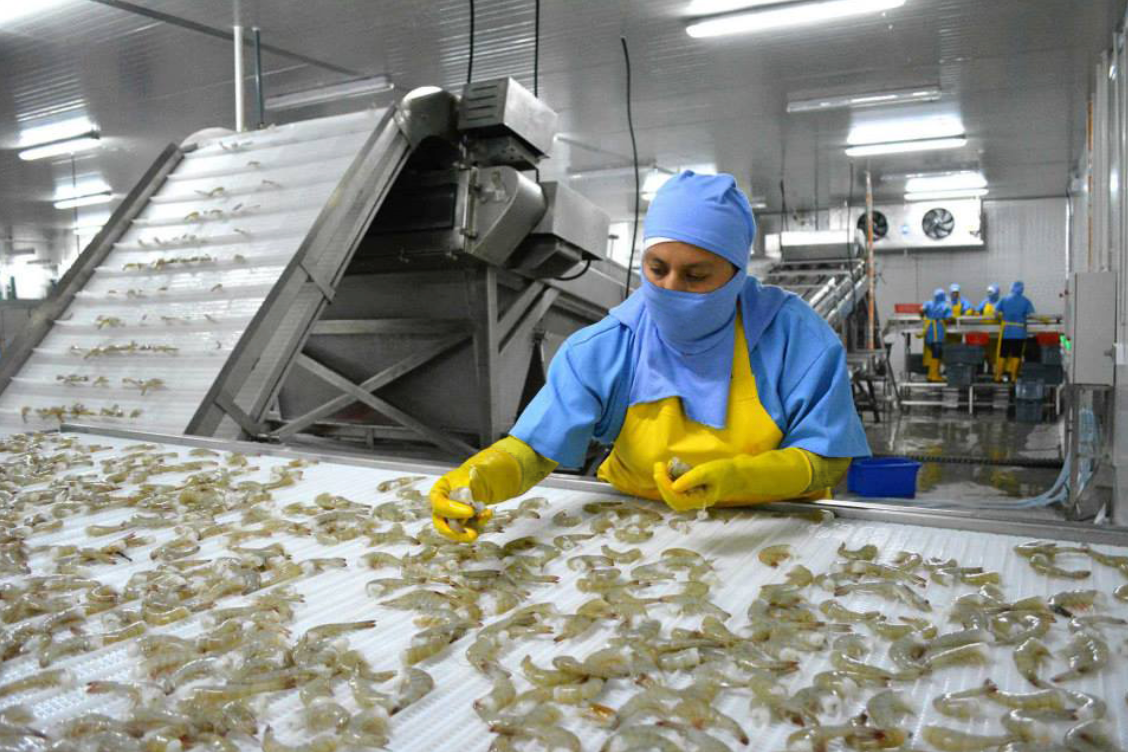 El fin del subsidio al diésel sacude al sector camaronero: ¿quién pagará el precio?