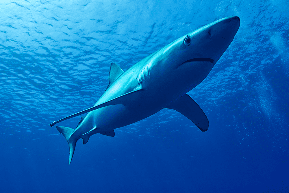 CITES 2022: Decisiones sobre tiburones generan inquietud en el sector pesquero