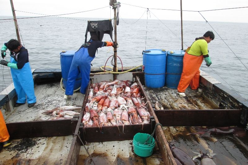 Perú endurece su lucha contra la pesca ilegal del calamar gigante