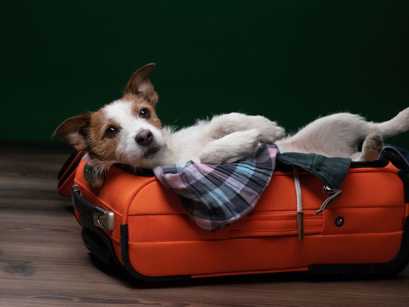 9 Tips To Keep Your Dog Calm When Travelling