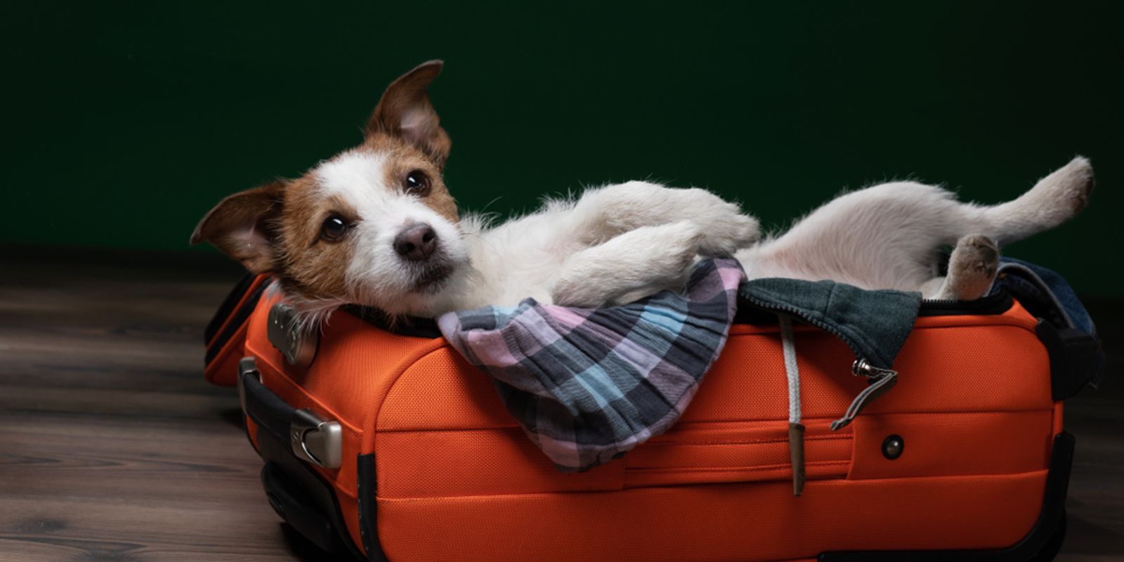 9 Tips To Keep Your Dog Calm When Travelling