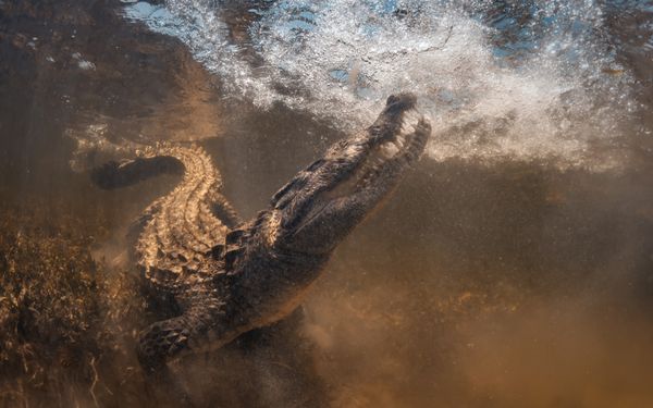 21 Animals You Won’t Want To Meet On Your Travels