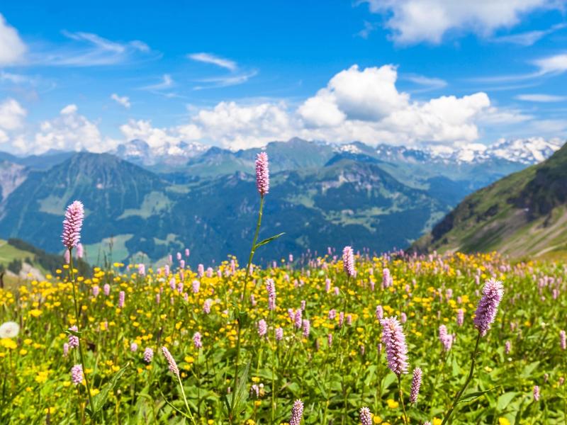 Exploring the Beauty of Bernese Oberland: A Swiss Travel Guide