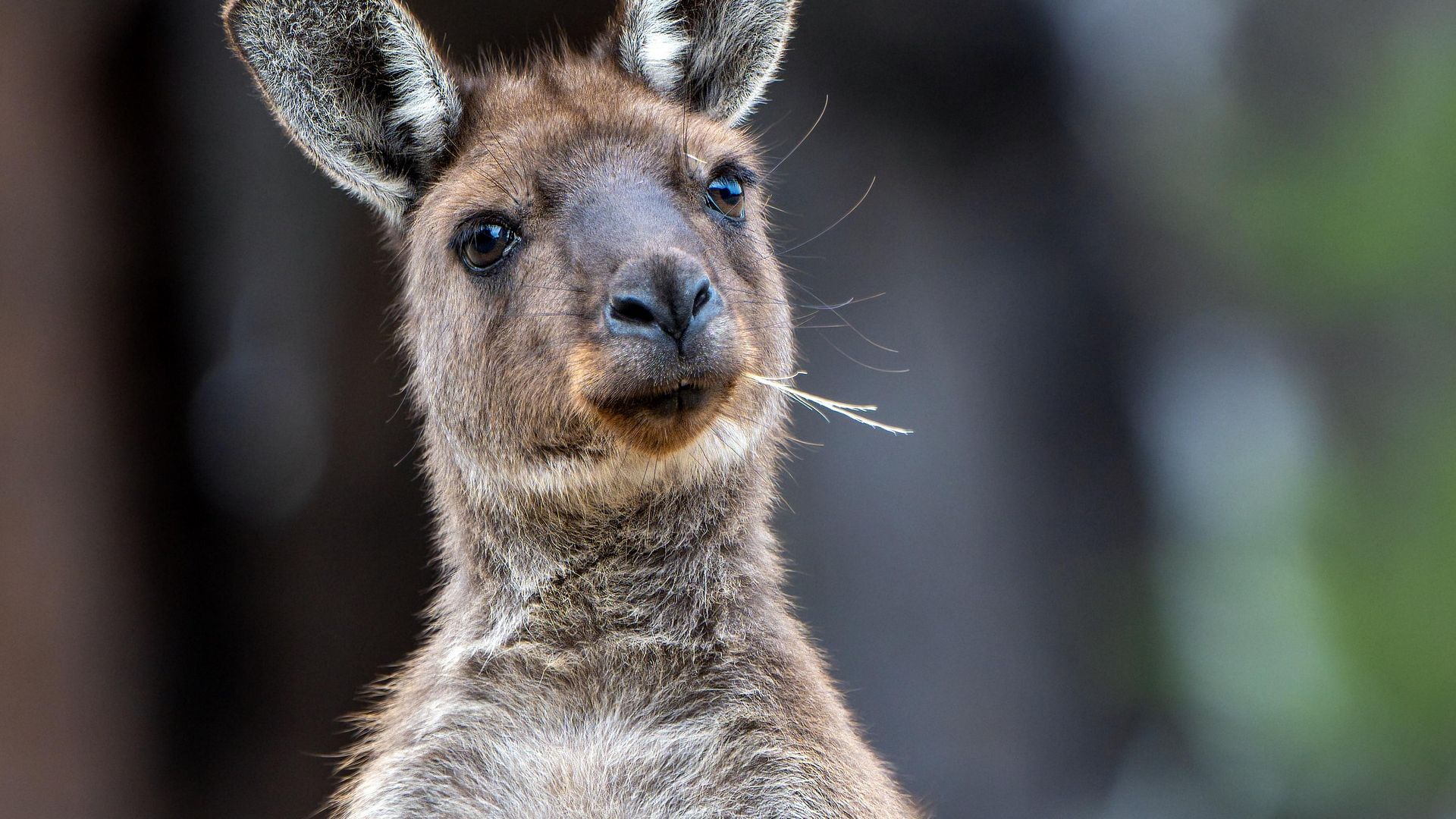 Kangaroo Island, Australia