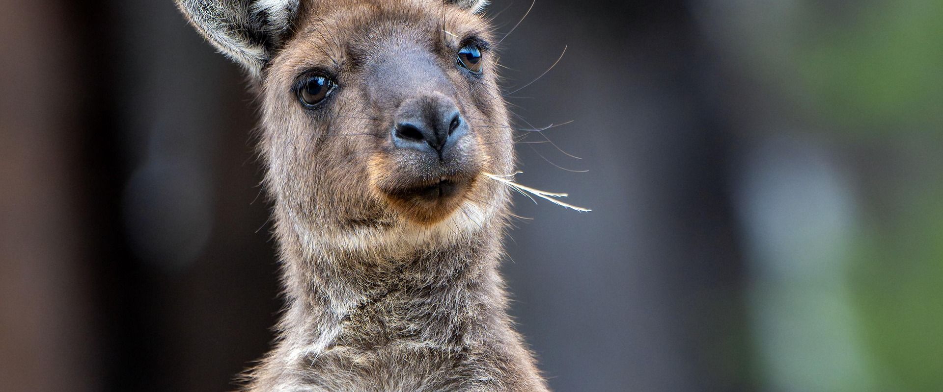 Kangaroo Island, Australia