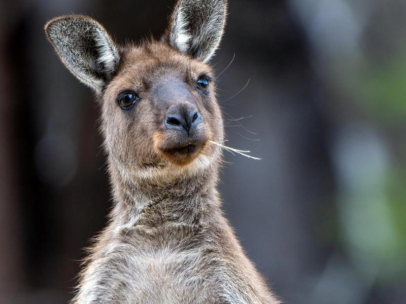 Kangaroo Island, Australia