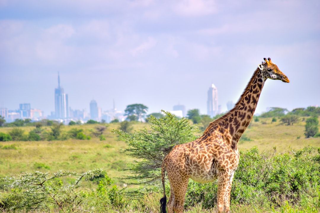 Nairobi National Park, Kenya