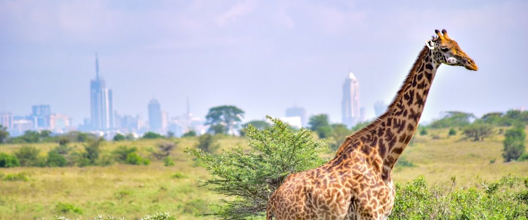 Nairobi National Park, Kenya