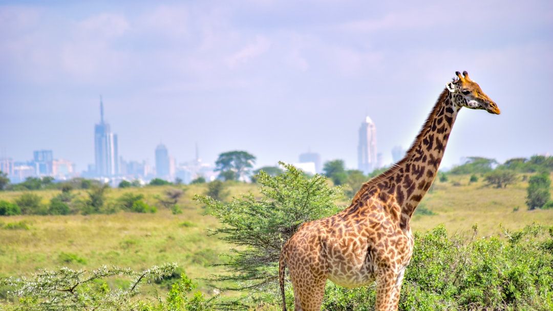 Nairobi National Park, Kenya