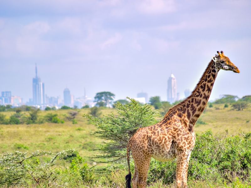 Nairobi National Park, Kenya