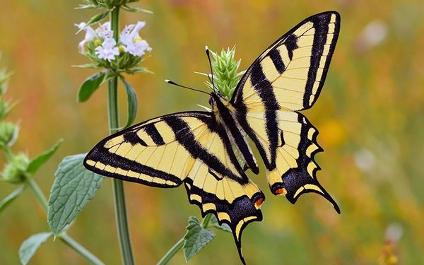 Discover The Beautiful Butterflies of Italy