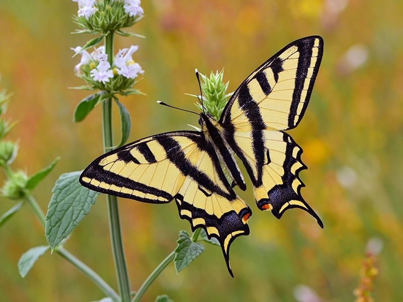 Discover The Beautiful Butterflies of Italy