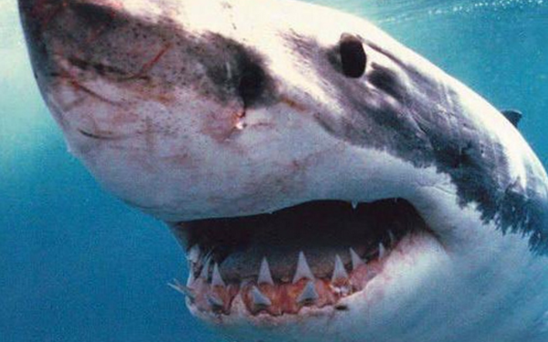 South Africa's Deadliest Animals