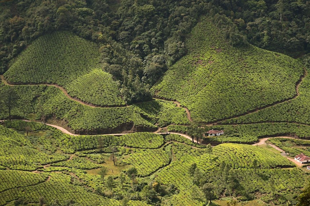 Munnar, India