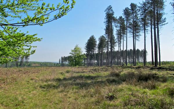 England: Information About Cannock Chase