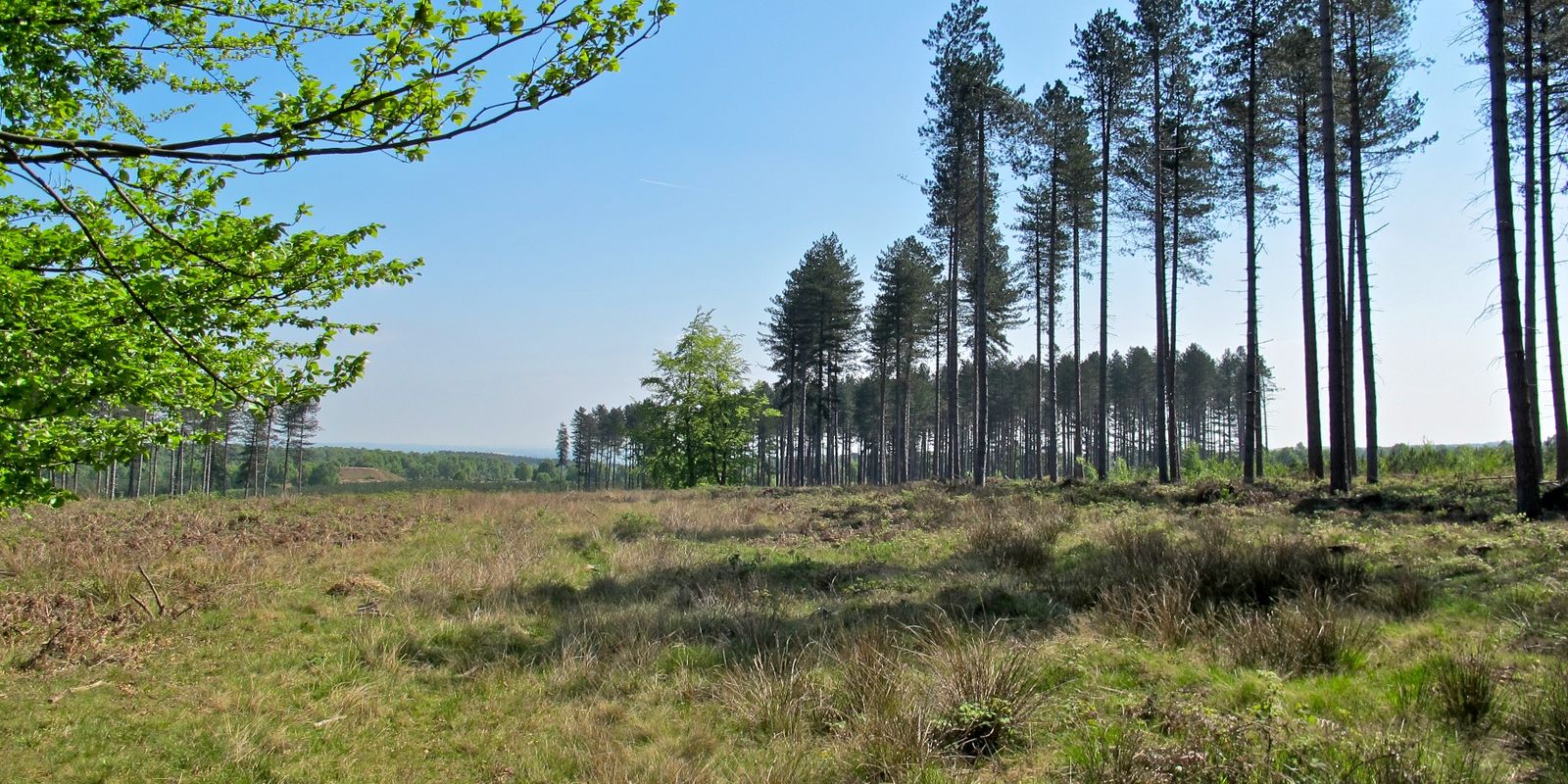 England: Information About Cannock Chase