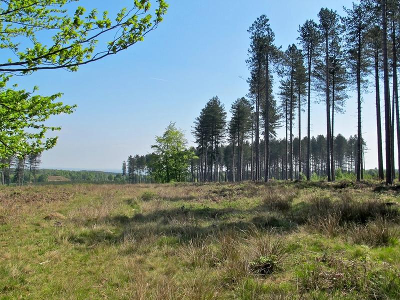 England: Information About Cannock Chase