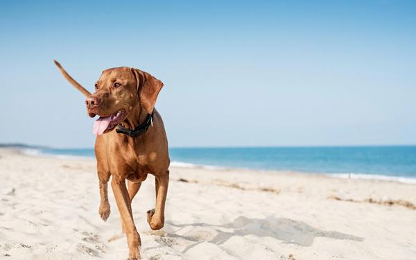 Dog Friendly Beaches in the UK