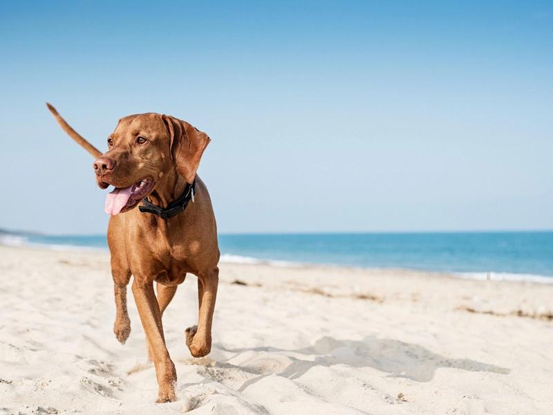 Dog Friendly Beaches in the UK