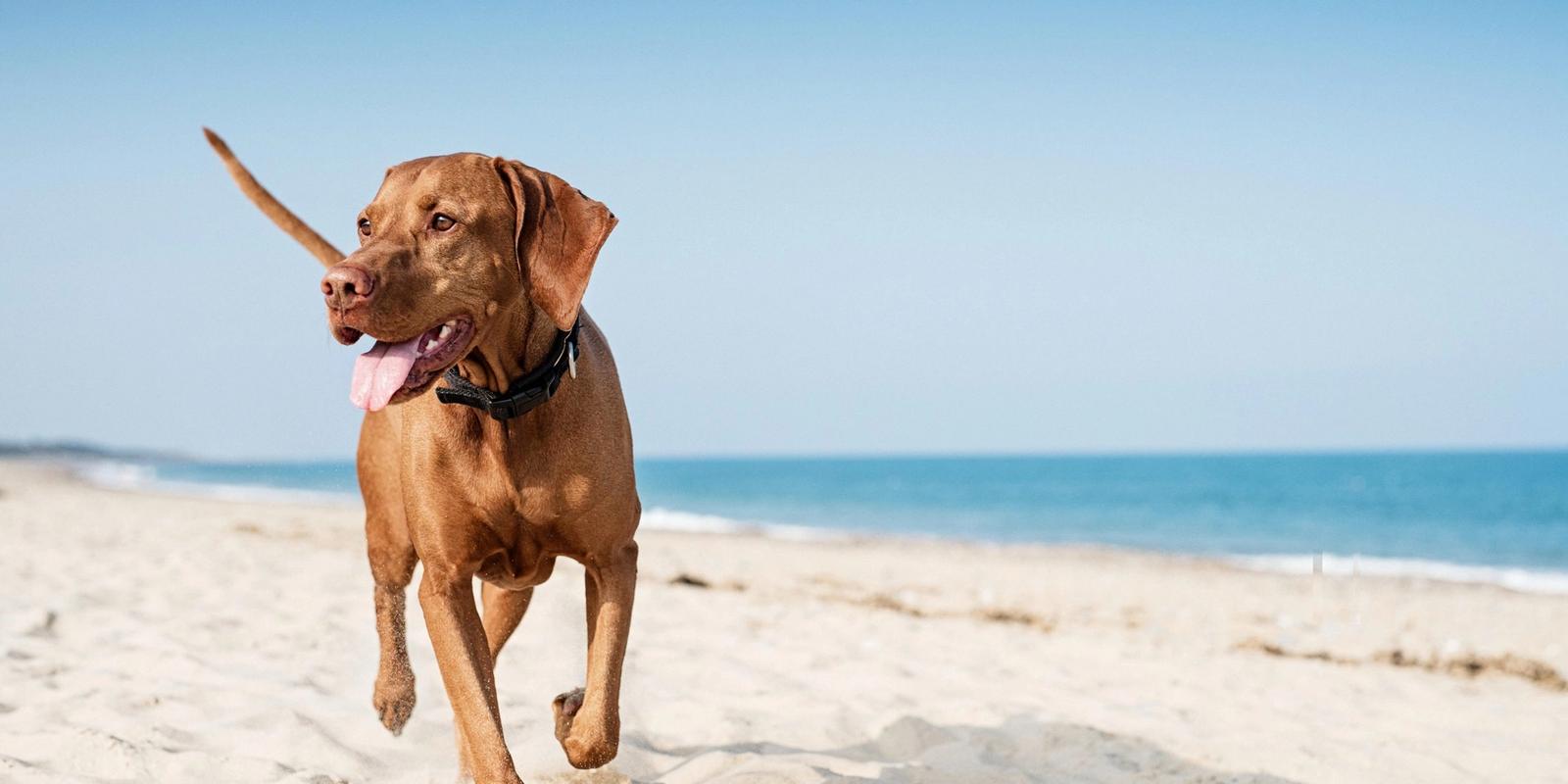 Dog Friendly Beaches in the UK