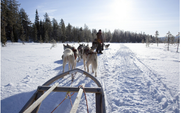 Unique Holiday Destinations For Animal Lovers