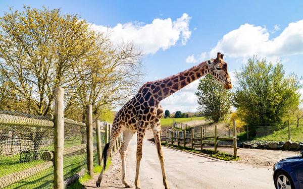 15 Best Zoos In The UK