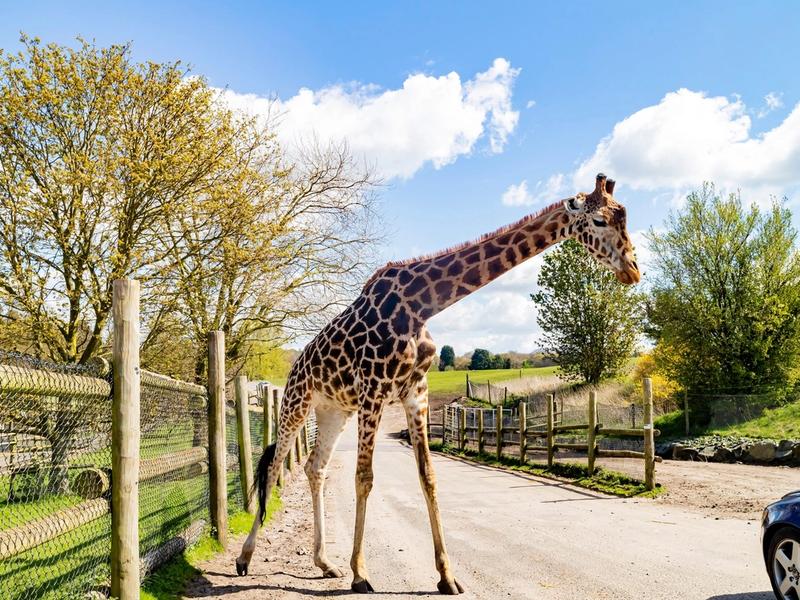 15 Best Zoos In The UK