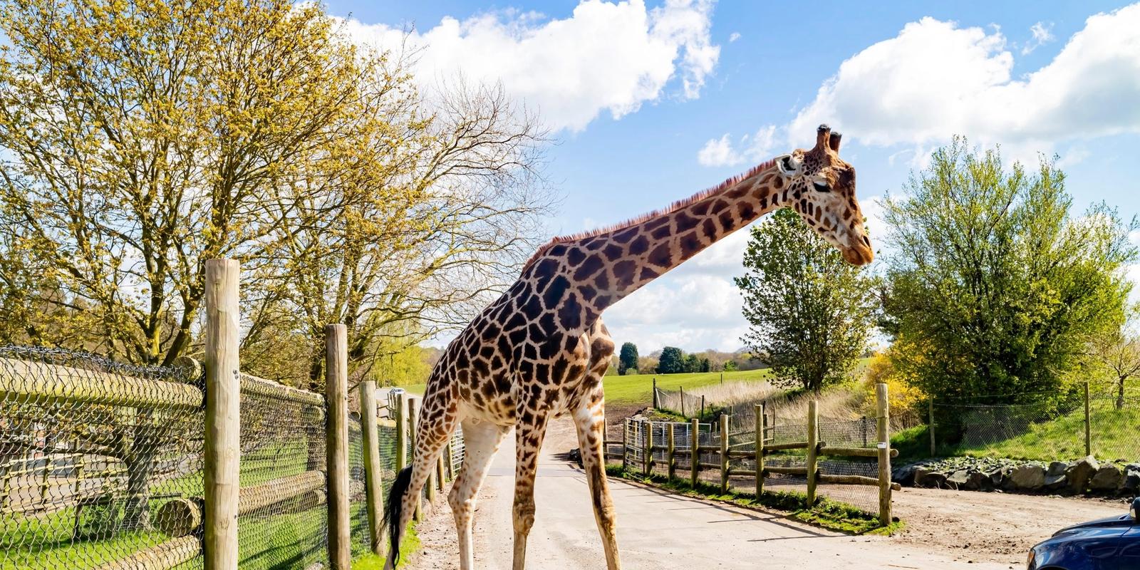 15 Best Zoos In The UK