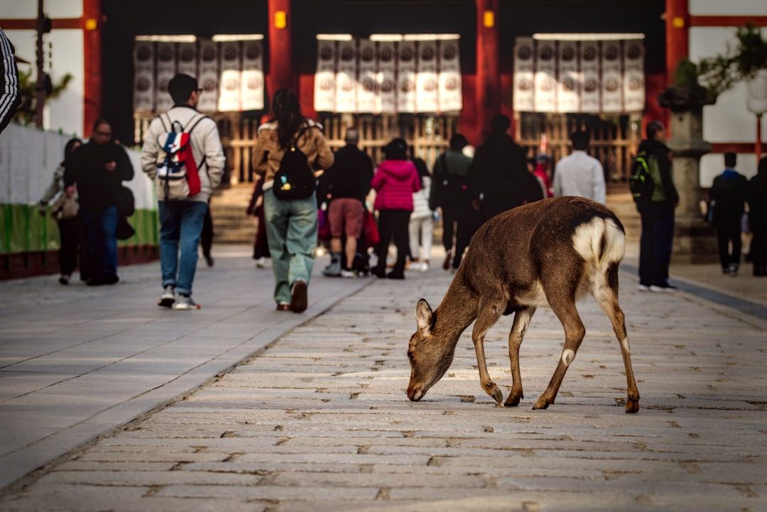 Nara, Japan
