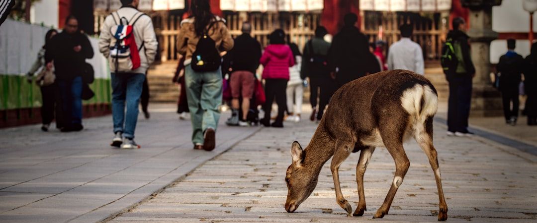 Nara, Japan