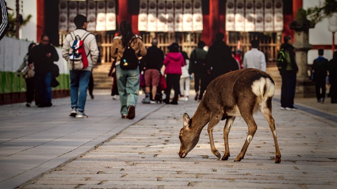Nara, Japan