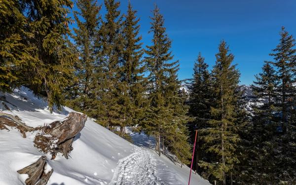 Alpine Thrills: Top 20 Mountain Coasters In Switzerland