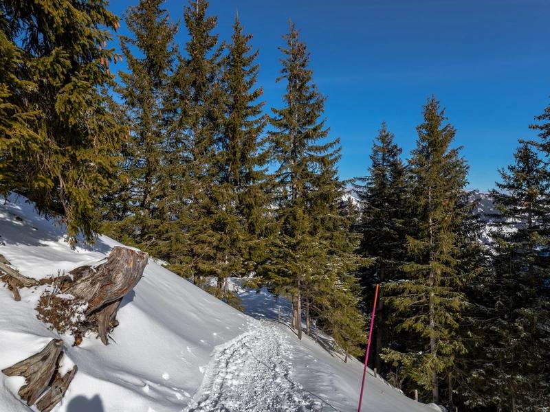 Alpine Thrills: Top 20 Mountain Coasters In Switzerland