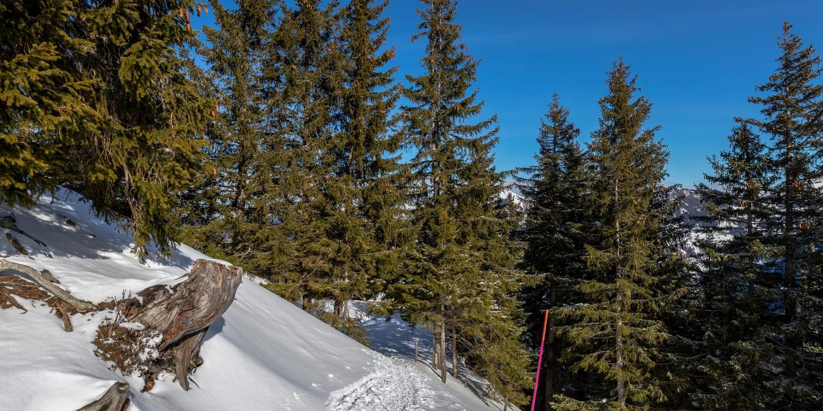 Alpine Thrills: Top 20 Mountain Coasters In Switzerland