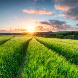 Golden Hour Bliss: Sunset Over Fields of Ripening Barley near Wadebridge, Cornwall