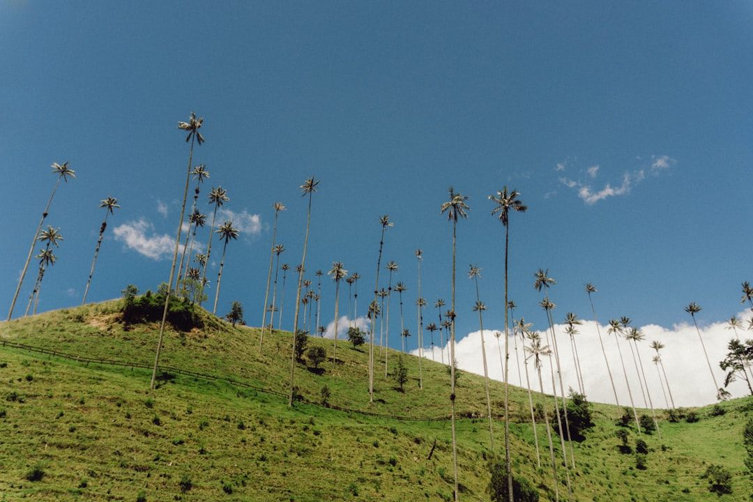 Valle de Cocora, Colombia