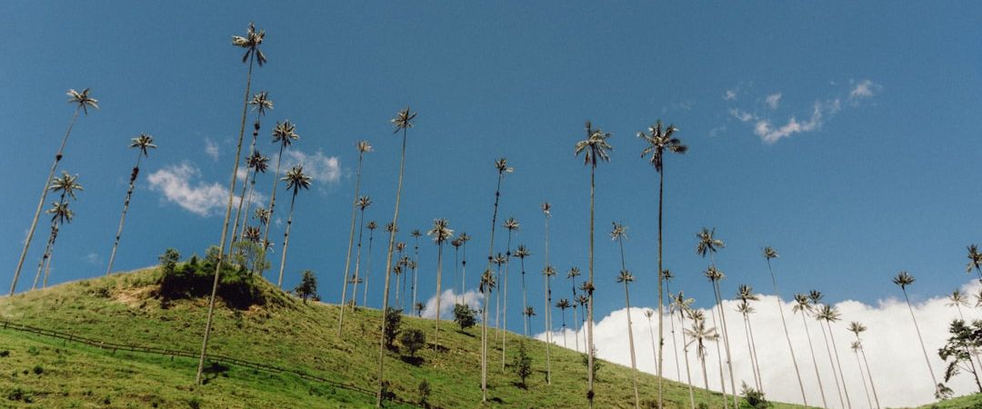 Valle de Cocora, Colombia