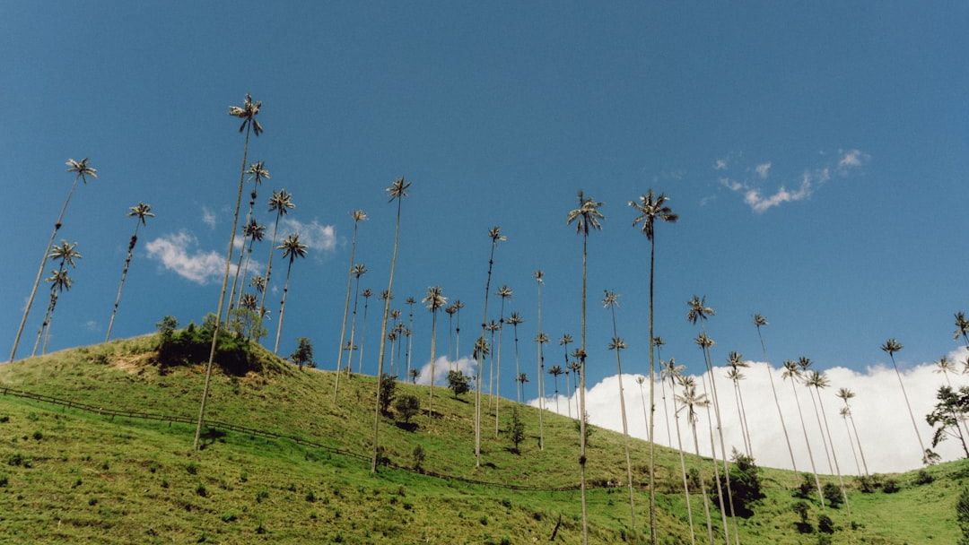 Valle de Cocora, Colombia