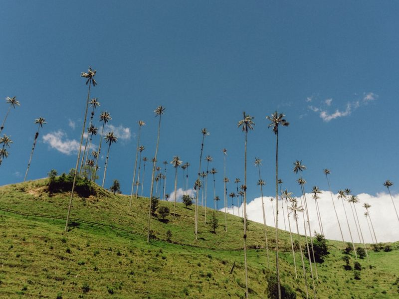 Valle de Cocora, Colombia