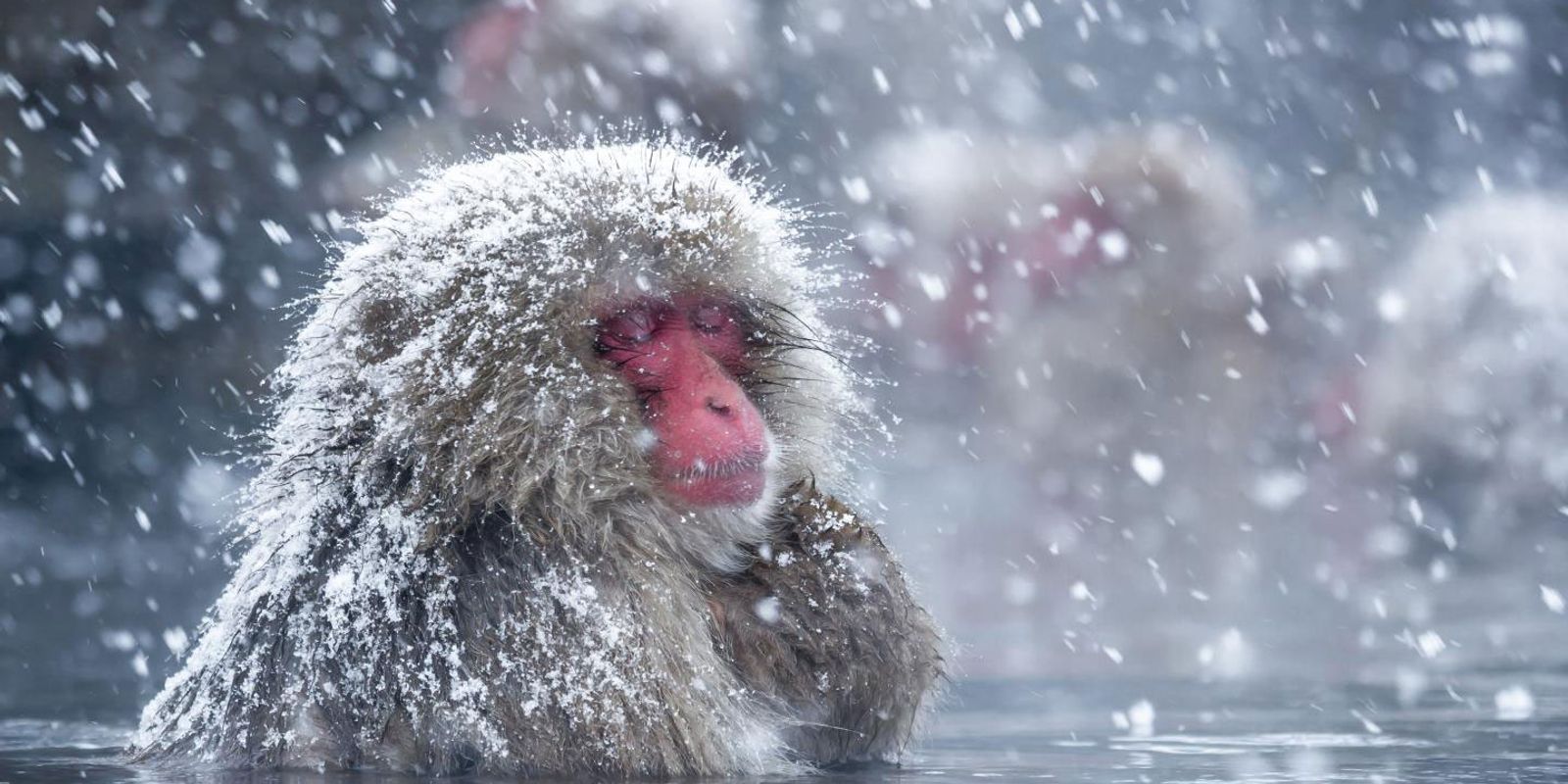 Wild Animals in Japan (and Where to Find Them)