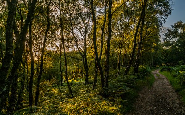 The Lungs of the Black Country: Cannock Chase