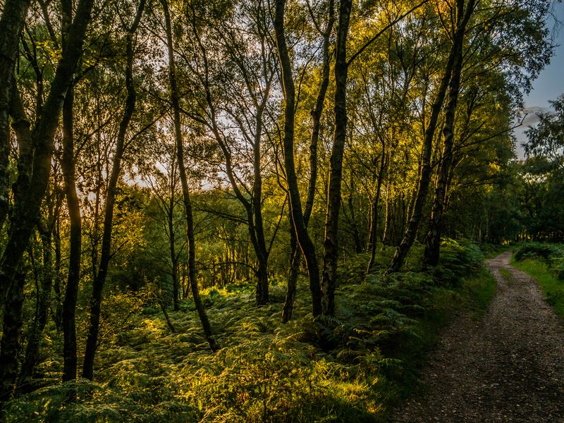 The Lungs of the Black Country: Cannock Chase