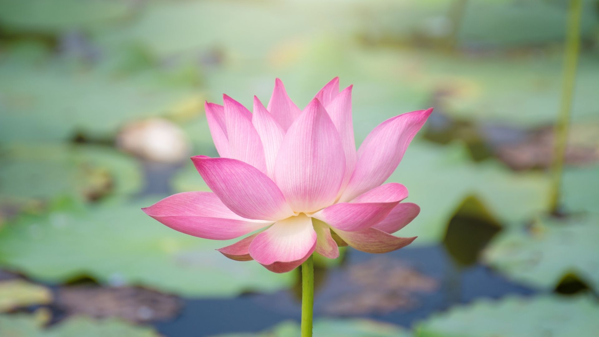 Master Your Stress: How the 4-7-8 Cortisol Dump Resets Your Nervous System