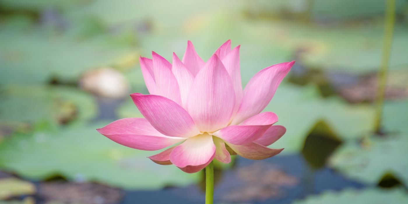 Master Your Stress: How the 4-7-8 Cortisol Dump Resets Your Nervous System