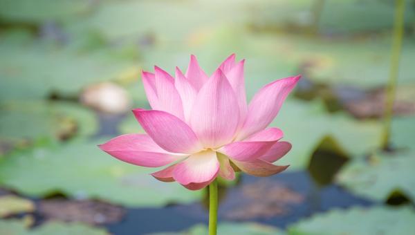Master Your Stress: How the 4-7-8 Cortisol Dump Resets Your Nervous System