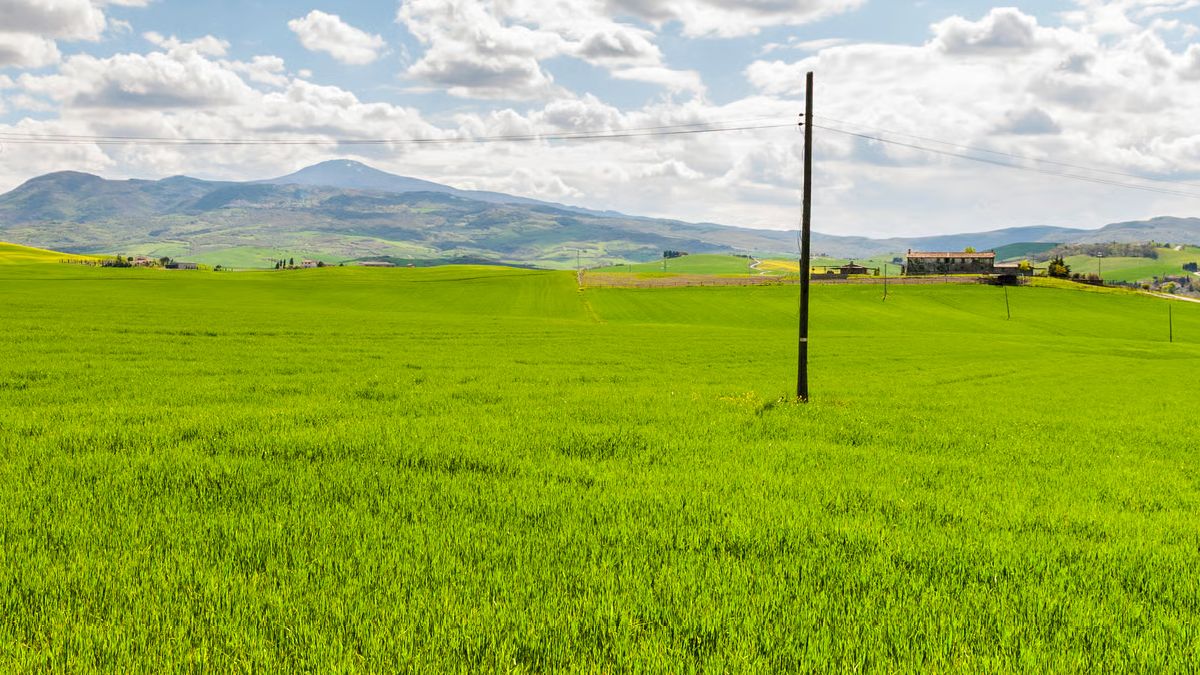 Parcela rural con poste eléctrico visible, ejemplo de factibilidad de agua y luz antes de comprar en subasta