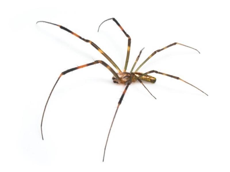 spider_image