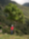 zambettibus progetto treedom