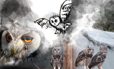 Owl Rescue Centre 